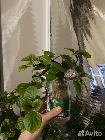 Цветы комнатная мята