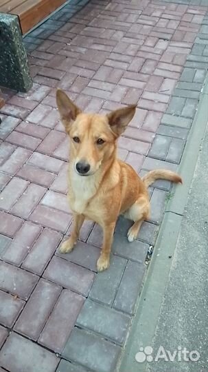 Собаки бесплатно