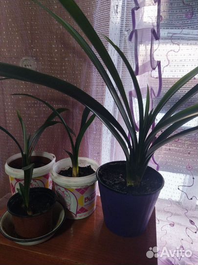 Спатифиллум