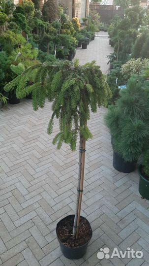 Хвойные и лиственные на штамбе