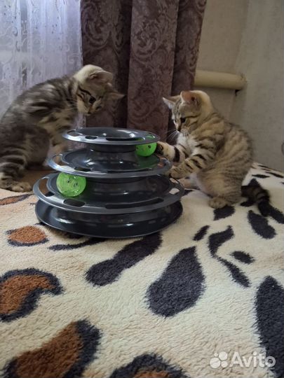 Кошечка скоттиш страйт