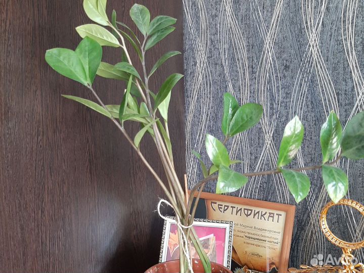 Замиокулькас