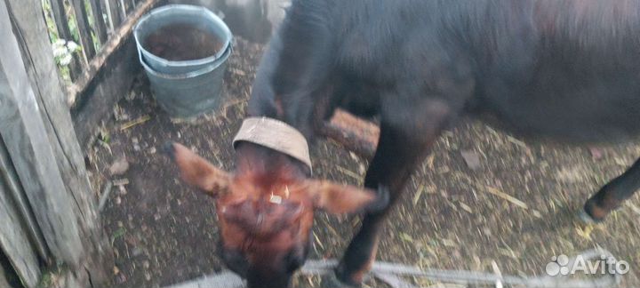 Телочка 5 месяцев