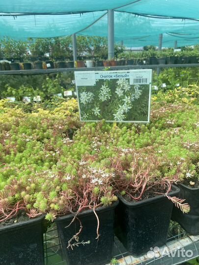 Почвопокровные многолетники для сада в горшках