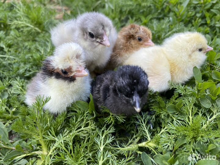 Цыплята кур несушек