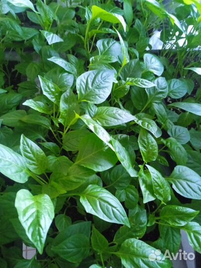 Рассада томатов, перцев, огурцов