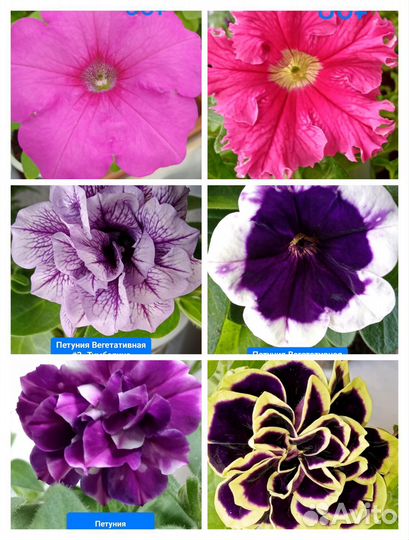 Цветы петунии рассада