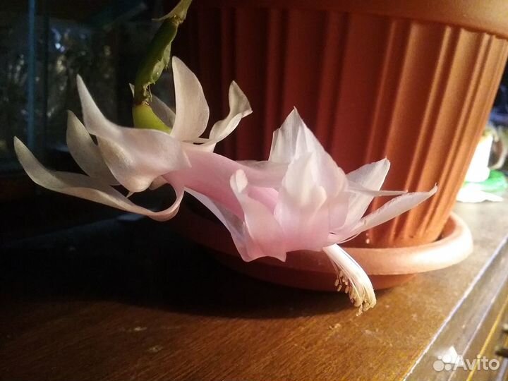 Шлюмбергера (Декабрист)