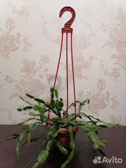 Цветы разные