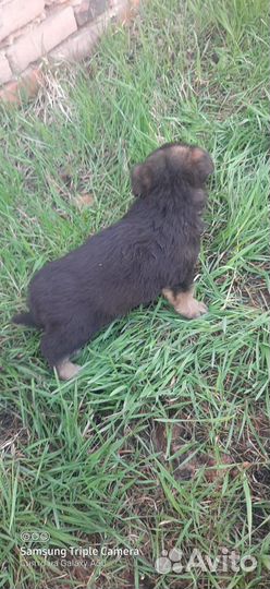 Продам щенят
