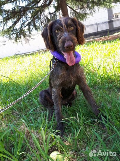 В добрые руки