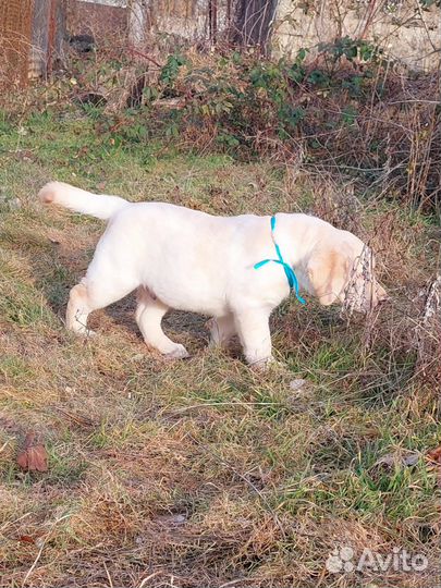 Щенки лабрадора