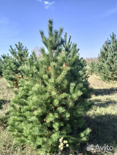 Сосна и ель новогодняя оптом