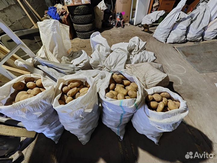 Картошка сорта «Санте» 4 мешка