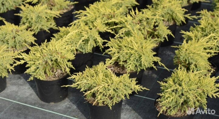 Можжевельник