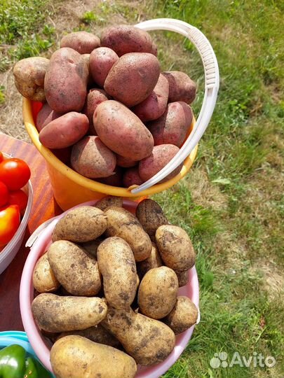 Домашний картофель разных сортов с доставкой