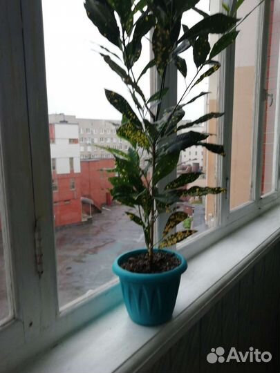 Кротон