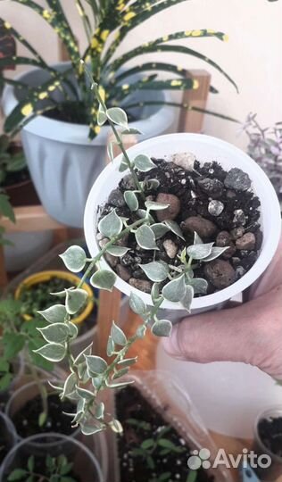 Комнатные цветы