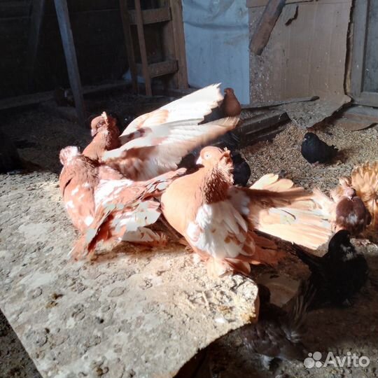 Голуби продажа статные