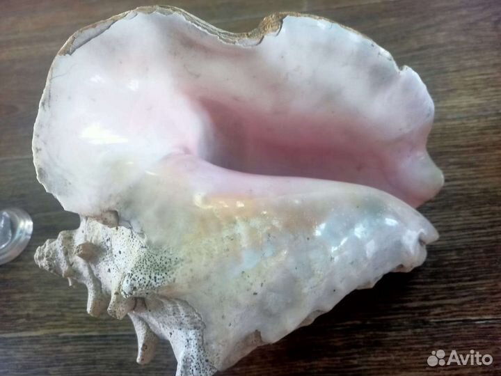 Ракушка черноморская