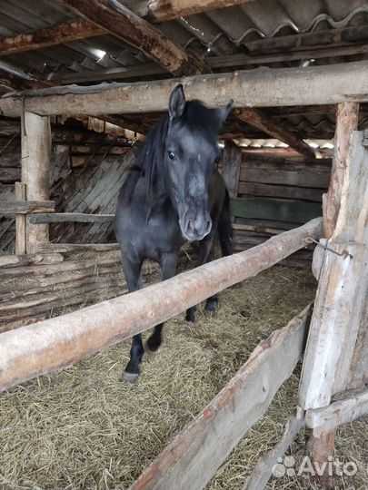 Лошадь кобыла