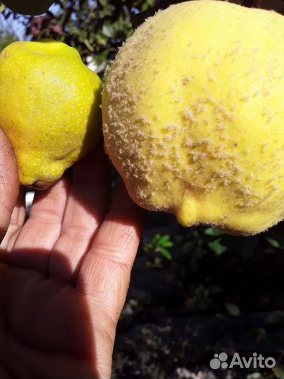 Айва 3х видов. Барбарис