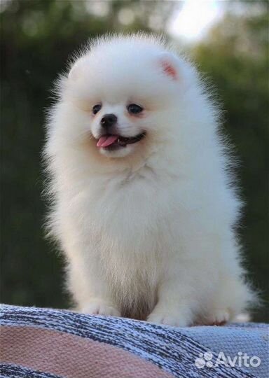 Белые мальчики