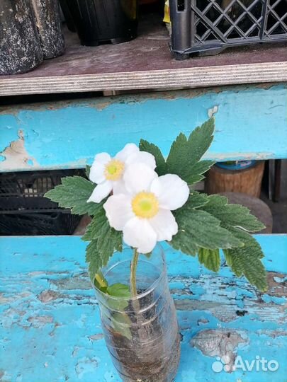 Анемона японская