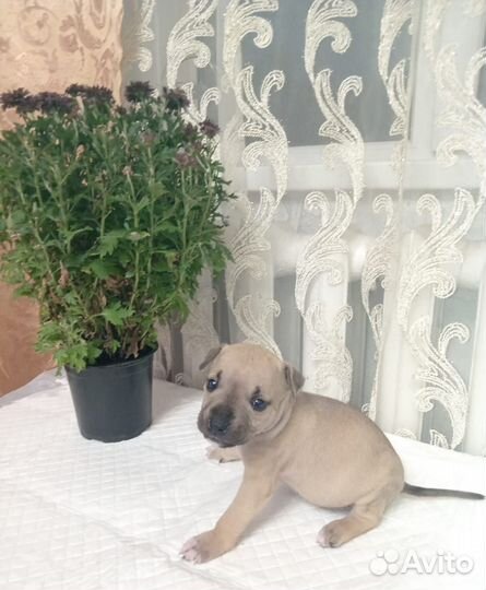 Щенки стаффорда