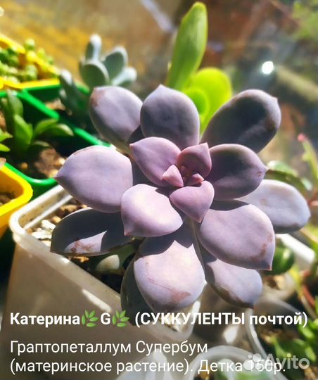 Суккуленты и кактусы