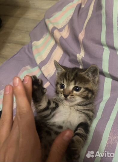 Котенок в добрые руки