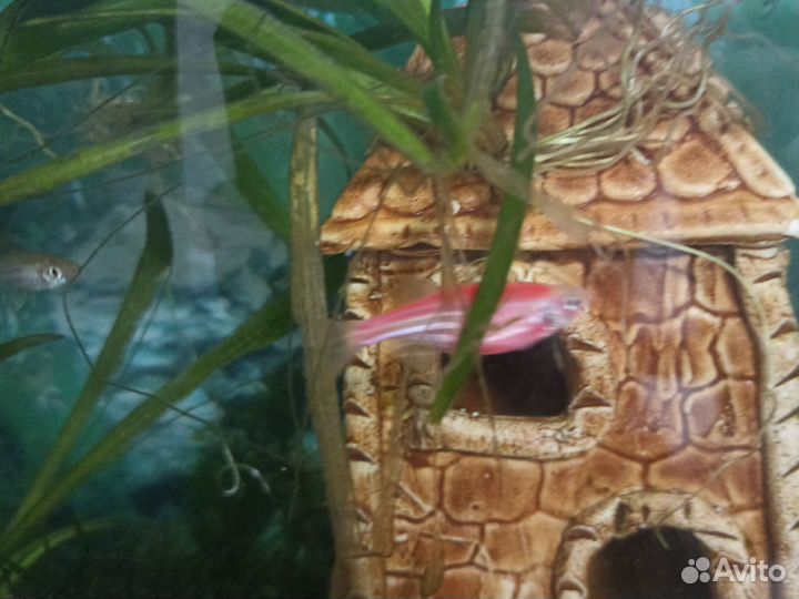 Аквариумные рыбки