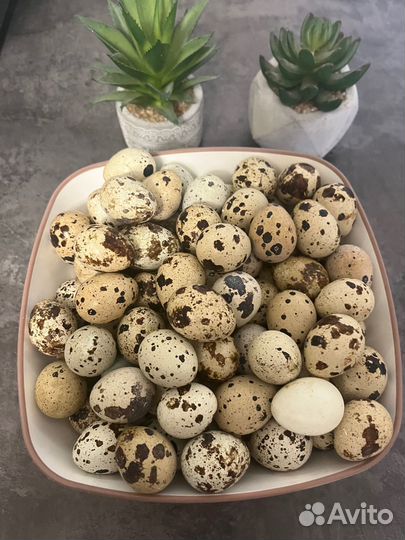 Яйца перепелиные домашние