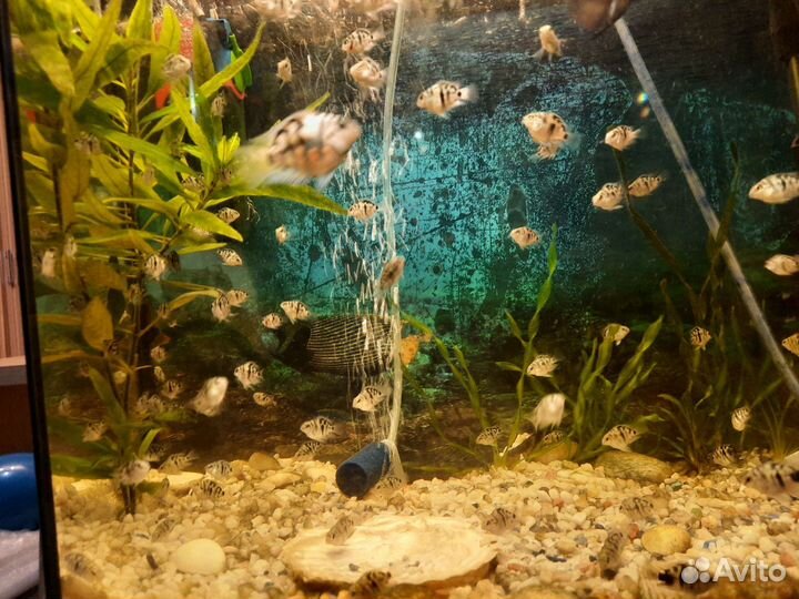 Рыбки-Тигровый попугай