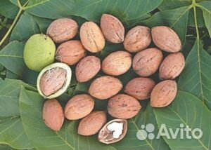Грецкий орех