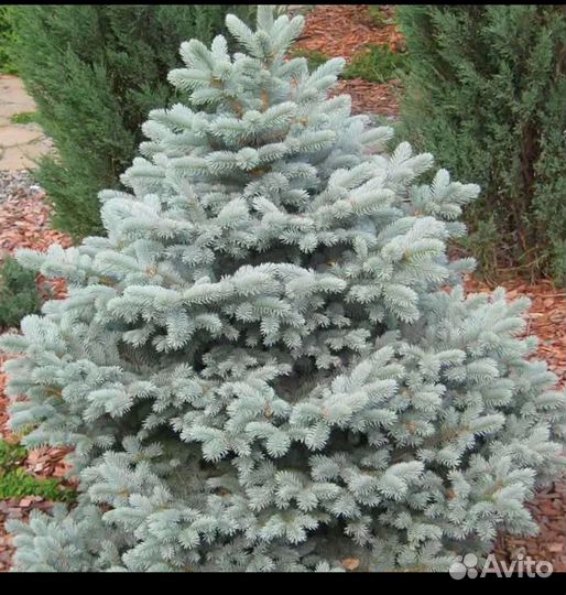 Голубая красавица Глаука Мисти Блю