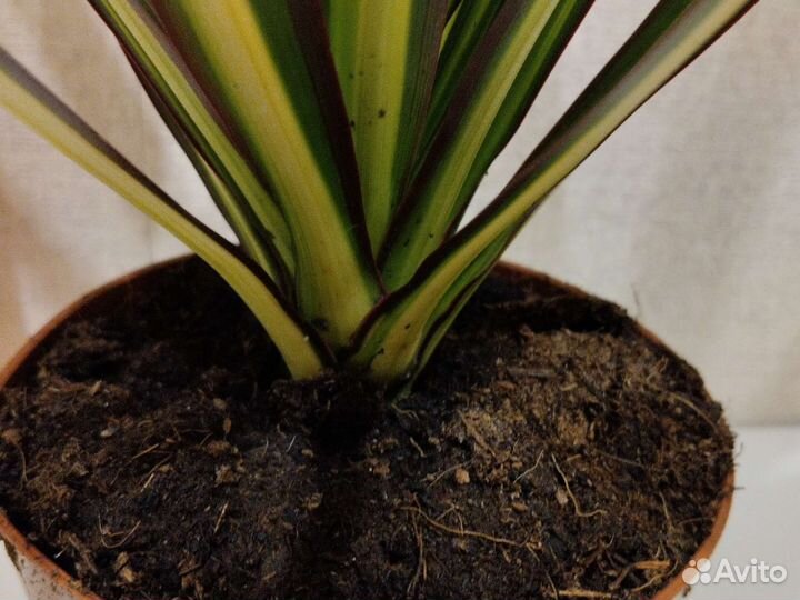 Драцена маргината Санрей