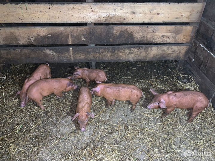 Поросята