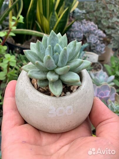 Суккуленты, мини-садик из питомника растений