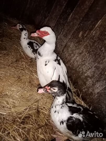 Мускусные утки индоутки индоутята