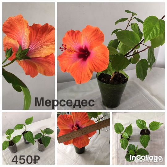 Сортовые гибискусы