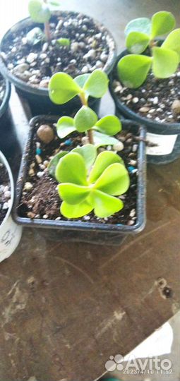 Портулакария афра