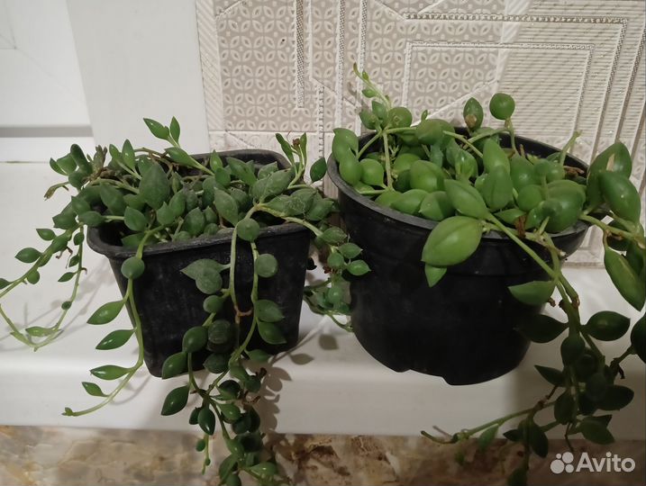 Крестовник роули