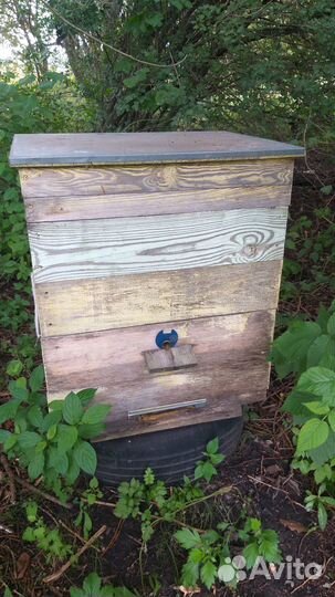 Продам пасеку
