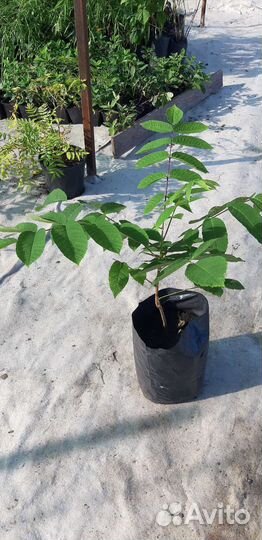 Манчжурский орех