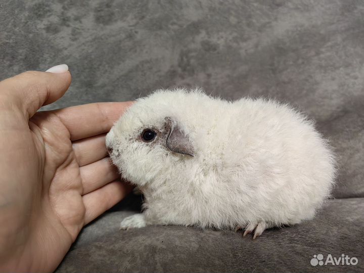 Морские свинки американский тедди девочки