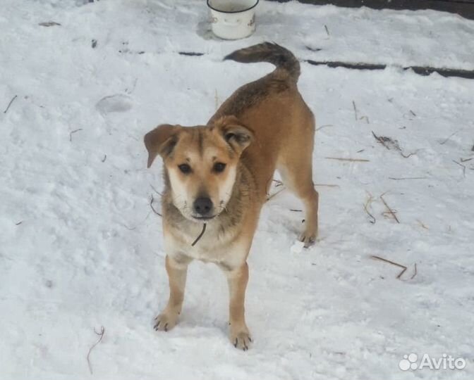 Ликка - стерильная собачка 1,5 года в дар, привит