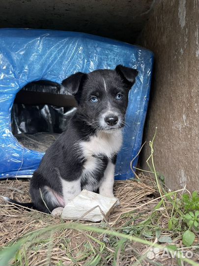 Щенки в добрые руки