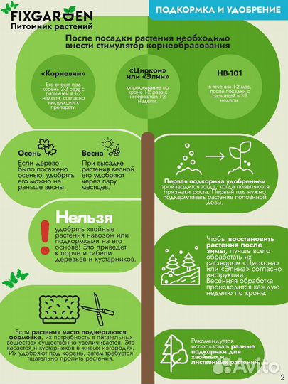 Спирея японская литл принцесс Высота от 25см