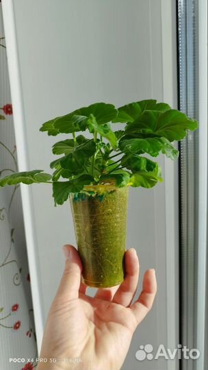 Пеларгония юв Десерт Моти